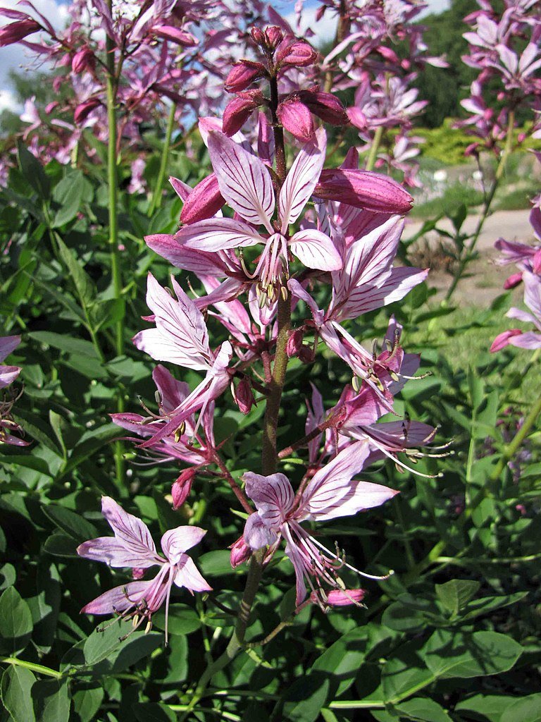 Dictamnus albus var. purpureus (gas plant) flowers