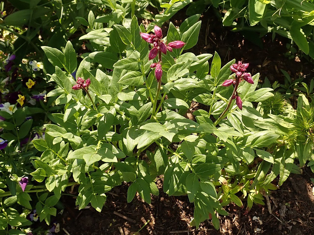 Dictamnus albus var. purpureus (gas plant) foliage