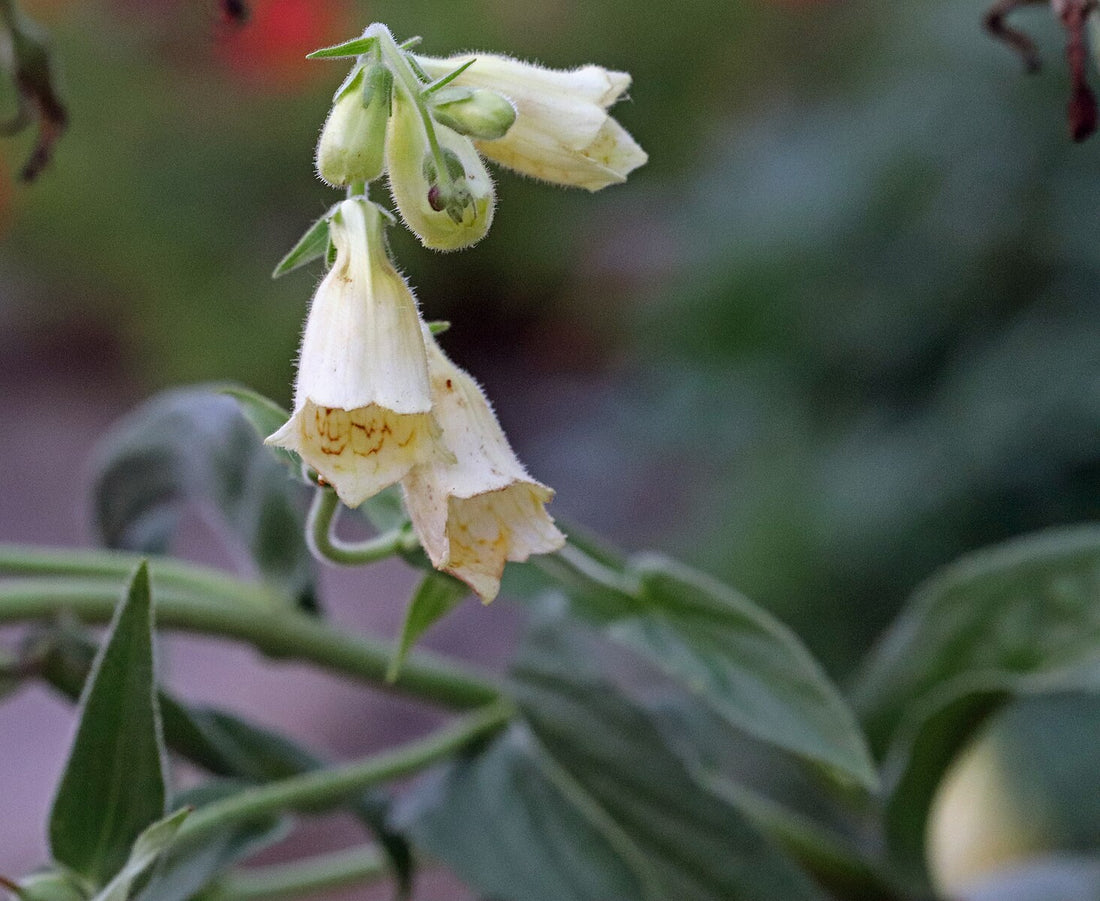 A close-up of white Digitalis ciliata (hairy foxglove) flowers with green leaves in the background.
