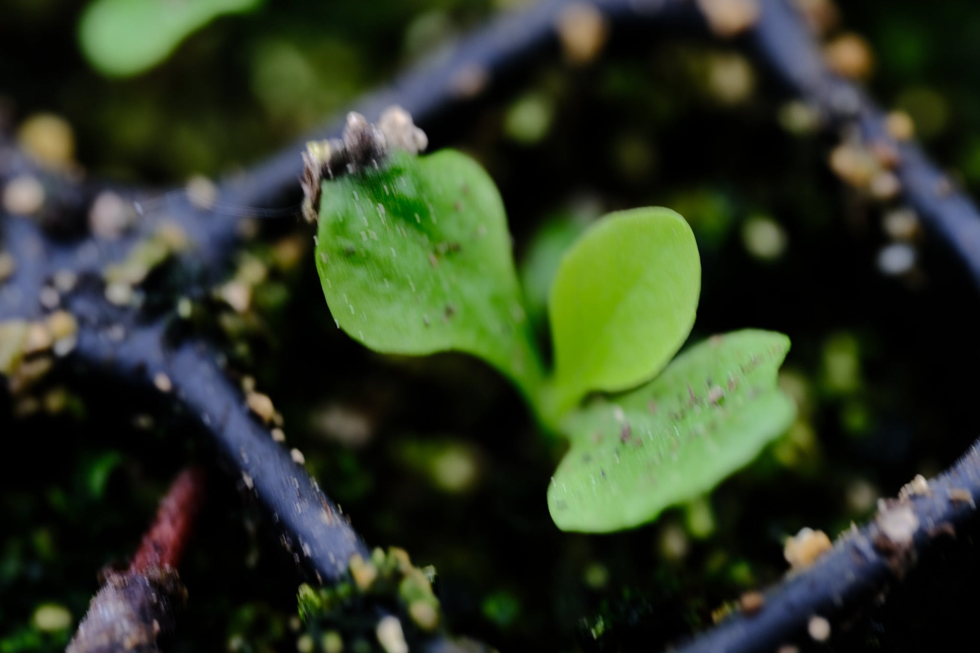 Image of Digitalis ferruginea seedling