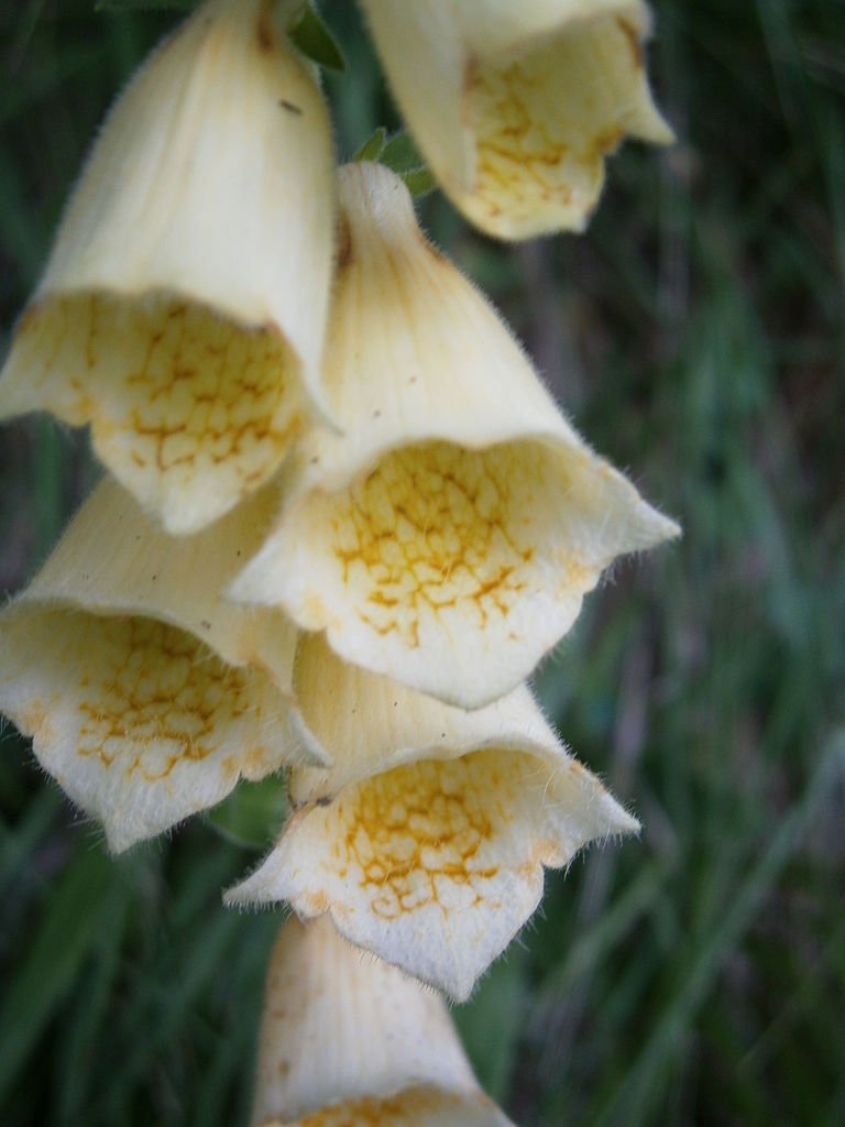 Digitalis grandiflora (yellow foxglove) flowers