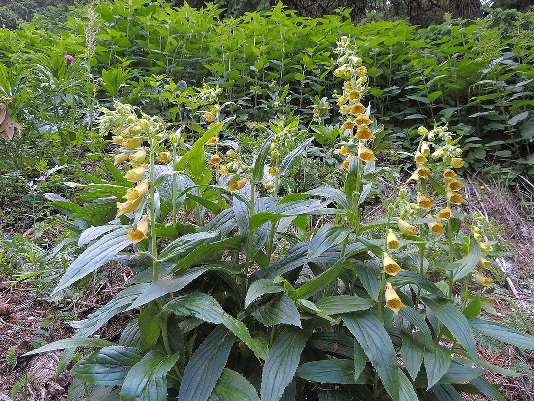 Digitalis grandiflora (yellow foxglove) in garden