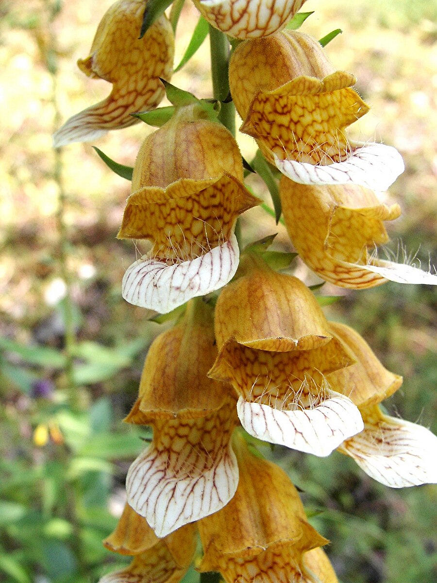 A close-up of yellow and white Digitalis laevigata flowers, commonly known as giraffe foxglove.