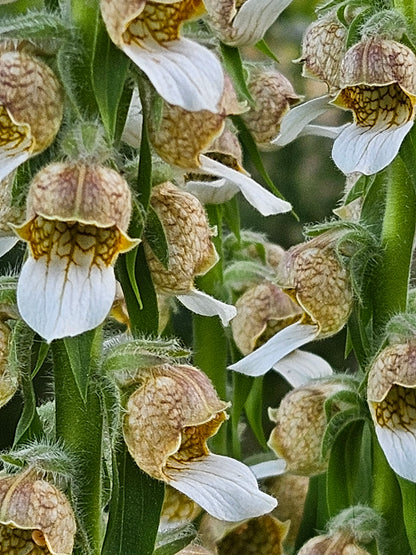 Digitalis lanata (Grecian foxglove)