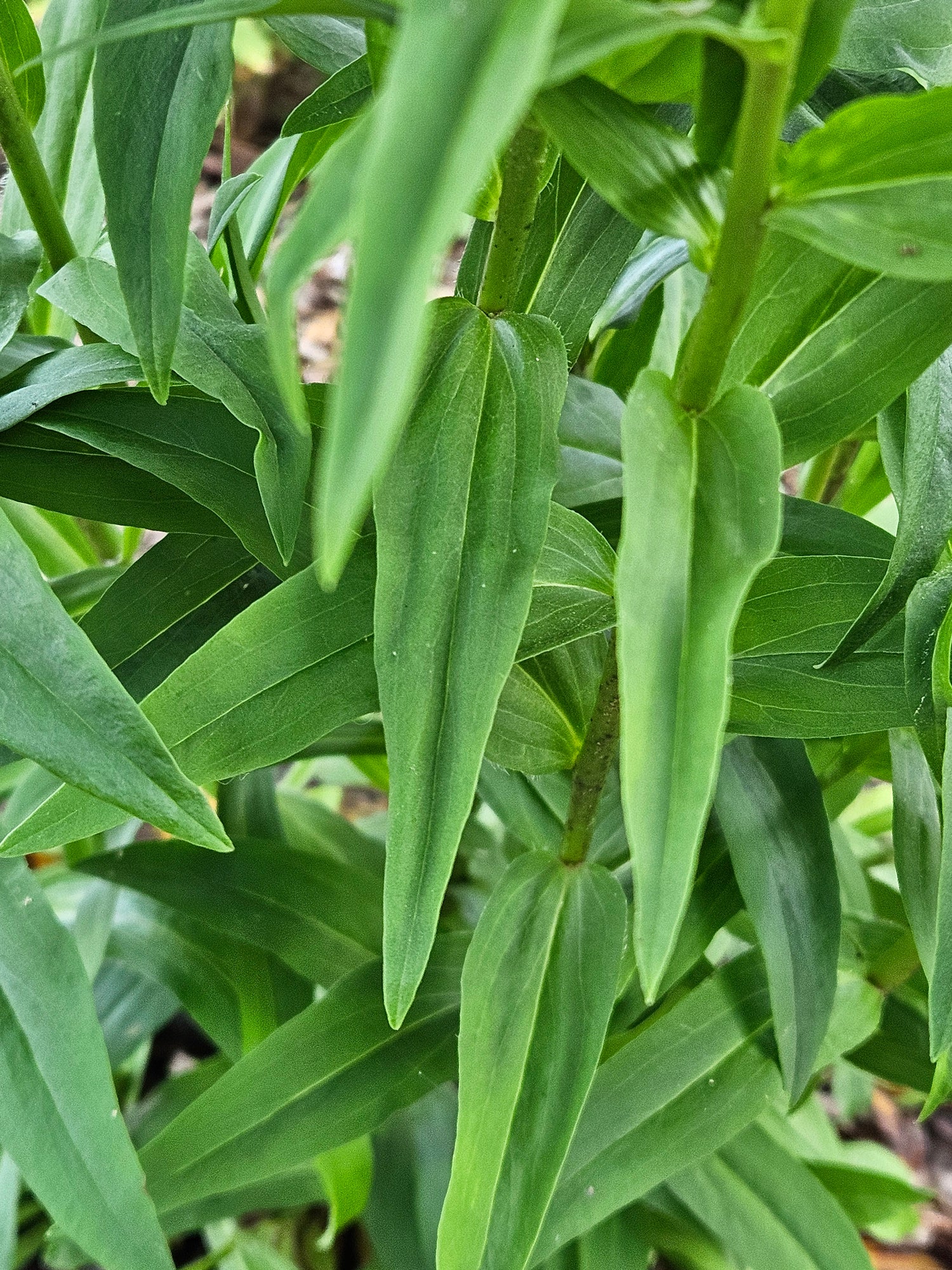 Digitalis lanata (Grecian foxglove) foliage