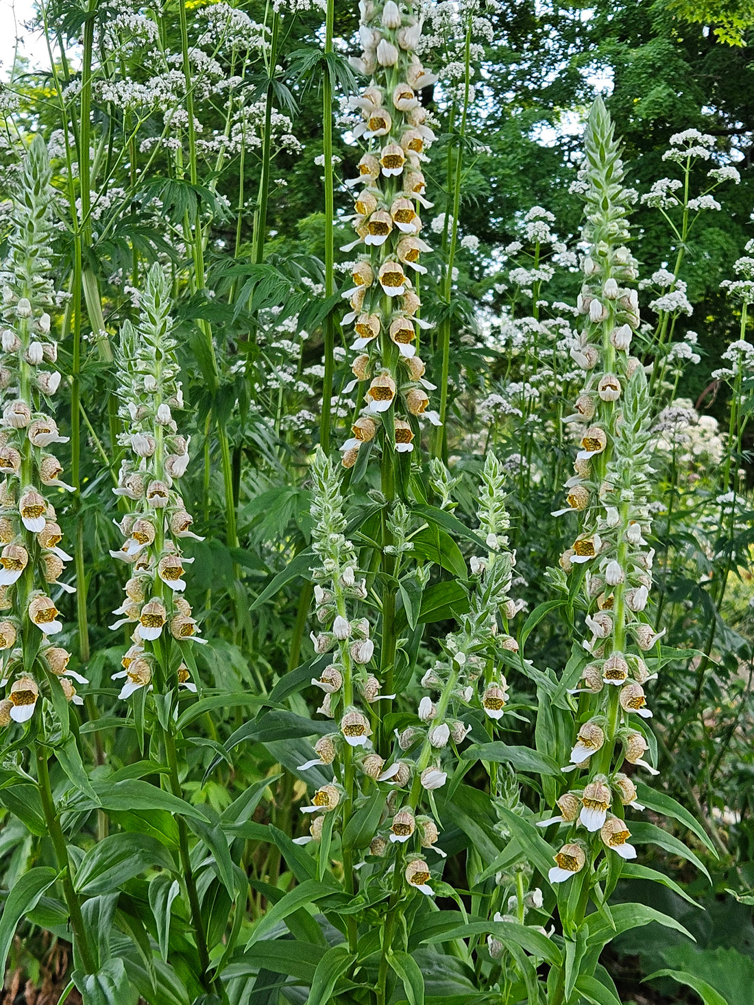 Digitalis lanata (Grecian foxglove) in the garden