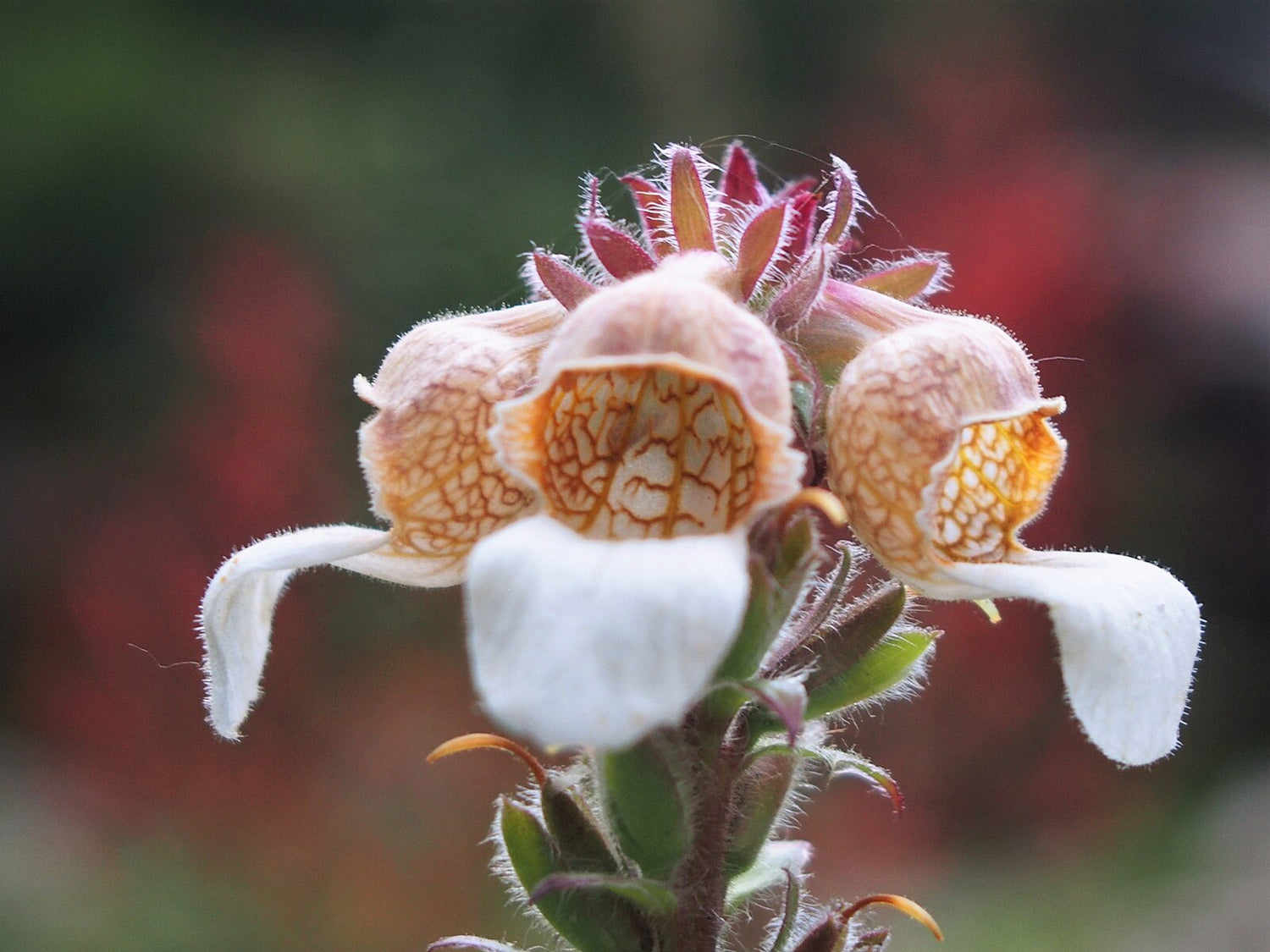 Digitalis trojana close up of flowers