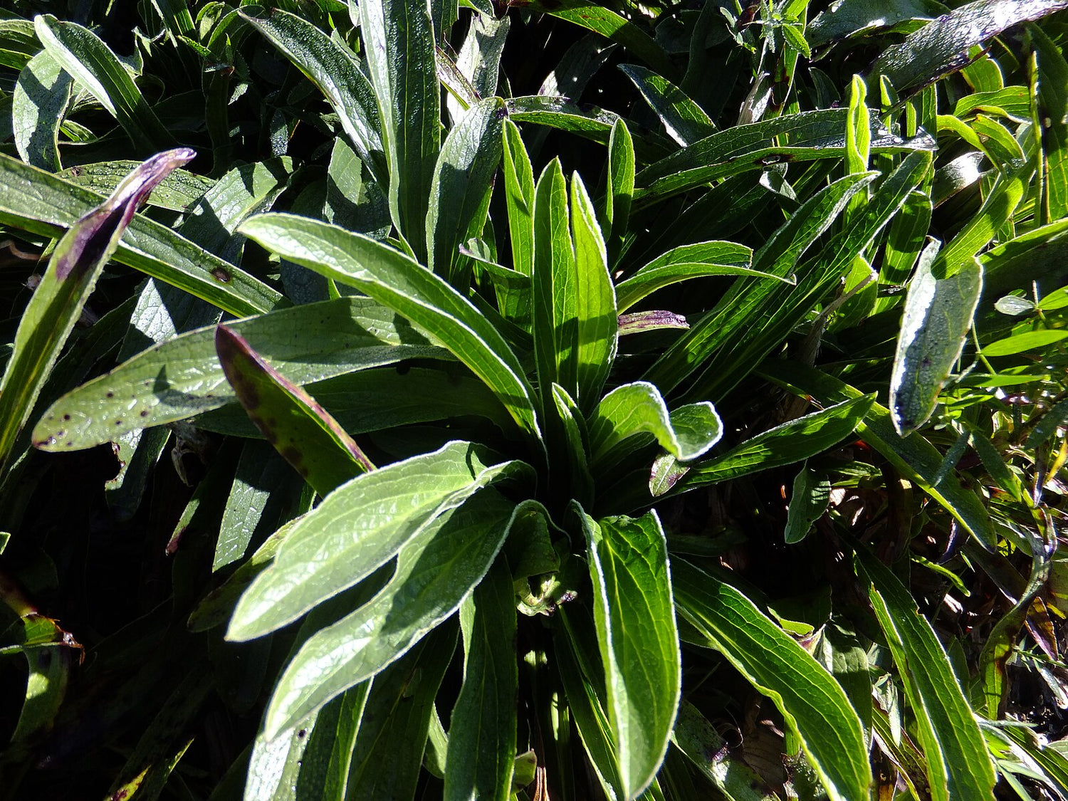 Digitalis parviflora foliage with lightly fuzzed edges
