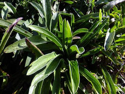 Digitalis parviflora foliage with lightly fuzzed edges