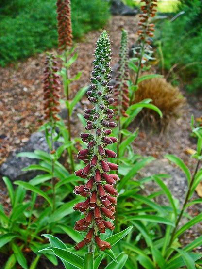 Digitalis parviflora &