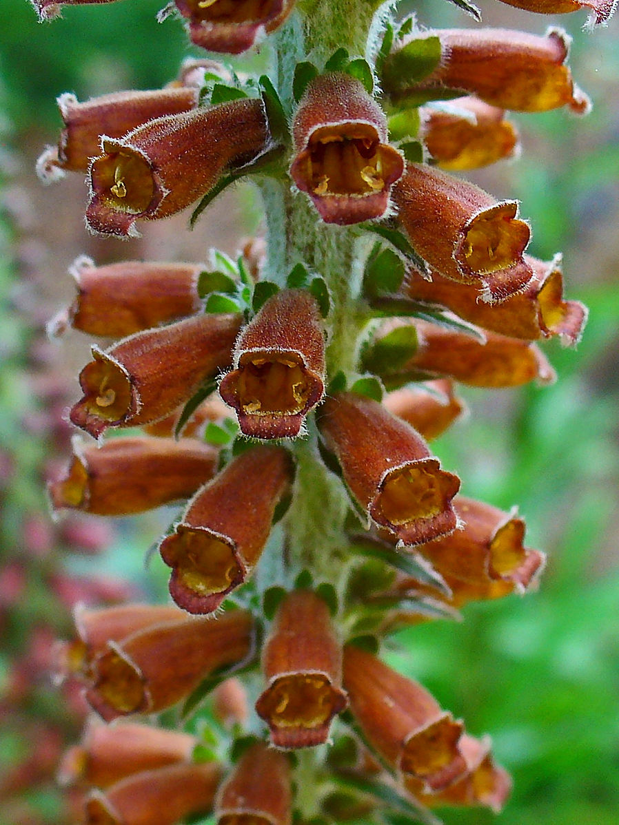 Digitalis parviflora &