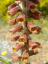 Bunch of brownish-red Digitalis parviflora, commonly known as small-flowered foxglove, flowers with yellow centers on a blurred natural background