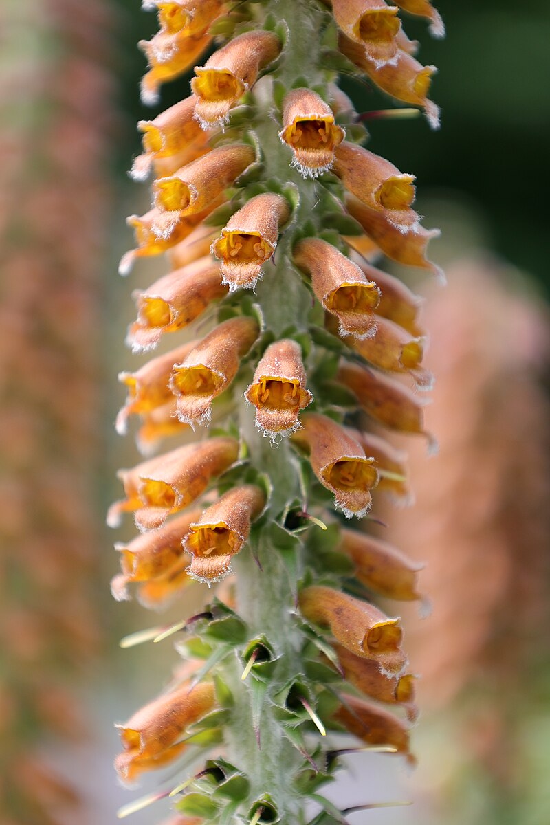 Digitalis parviflora close up of flowers