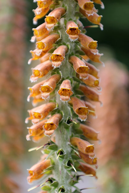 Digitalis parviflora close up of flowers