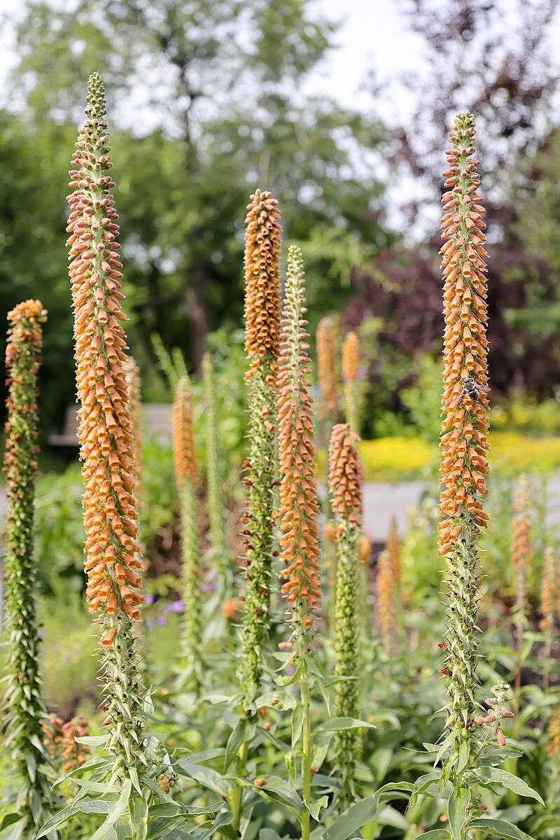 Digitalis parviflora blooms