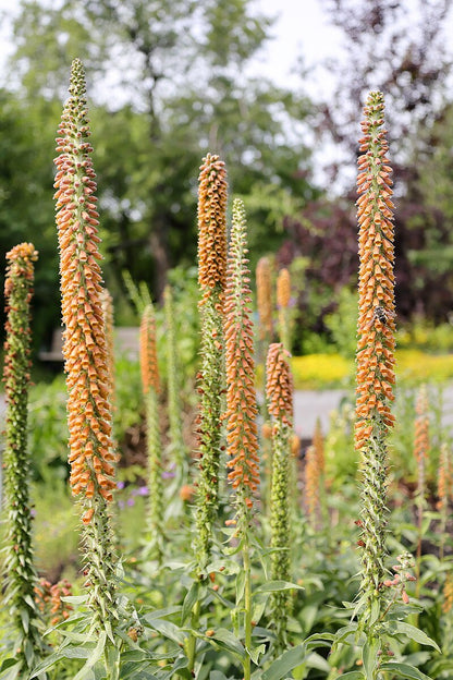 Digitalis parviflora blooms