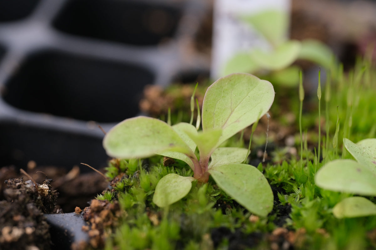 Digitalis parviflora seedling
