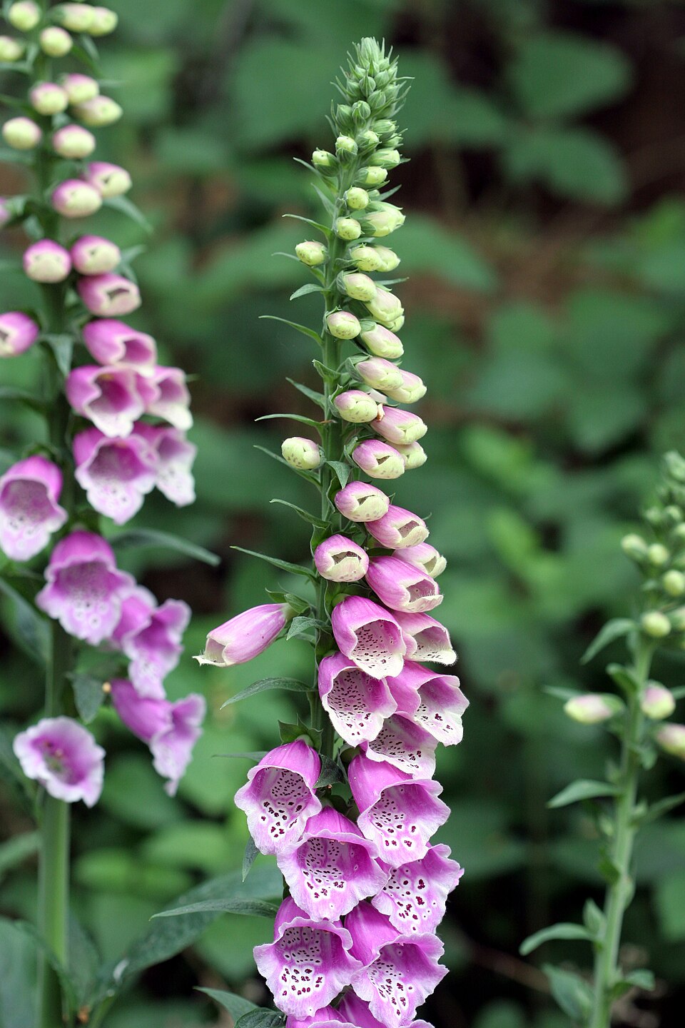 Digitalis purpurea &