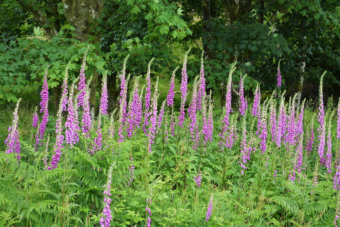 Digitalis purpurea &