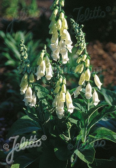 Digitalis purpurea ssp. heywoodii (silver foxglove)