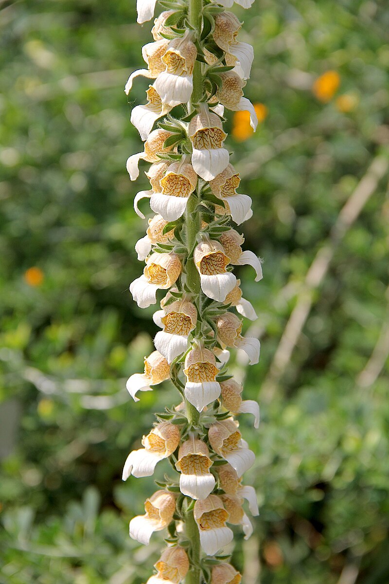 Digitalis trojana flowers on a tall stalk