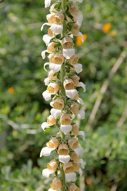 Digitalis trojana flowers on a tall stalk