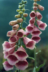 A close-up of pink strawberry foxglove (Digitalis x mertonensis) flowers with green stems and leaves in the background. Digitalis