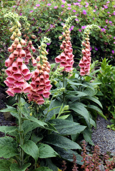 Pink strawberry foxglove (Digitalis x mertonensis) flowers with green stems and leaves in the garden.
