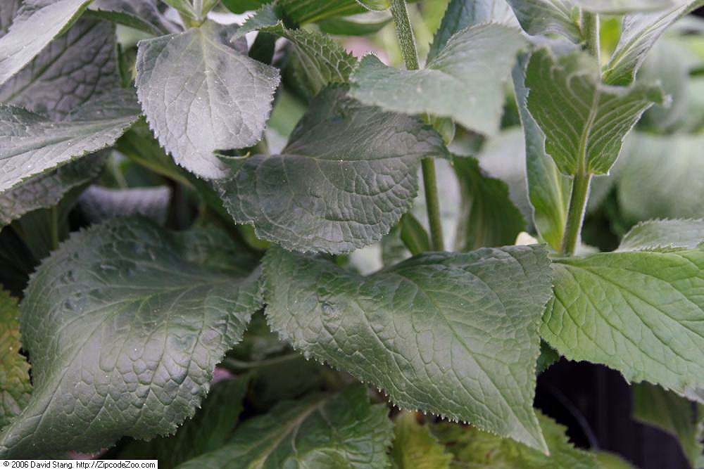A close-up of the dark green foliage of strawberry foxglove (Digitalis x mertonensis).