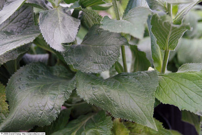 A close-up of the dark green foliage of strawberry foxglove (Digitalis x mertonensis).