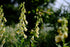 Digitalis grandiflora (yellow foxglove) pale yellow flowers