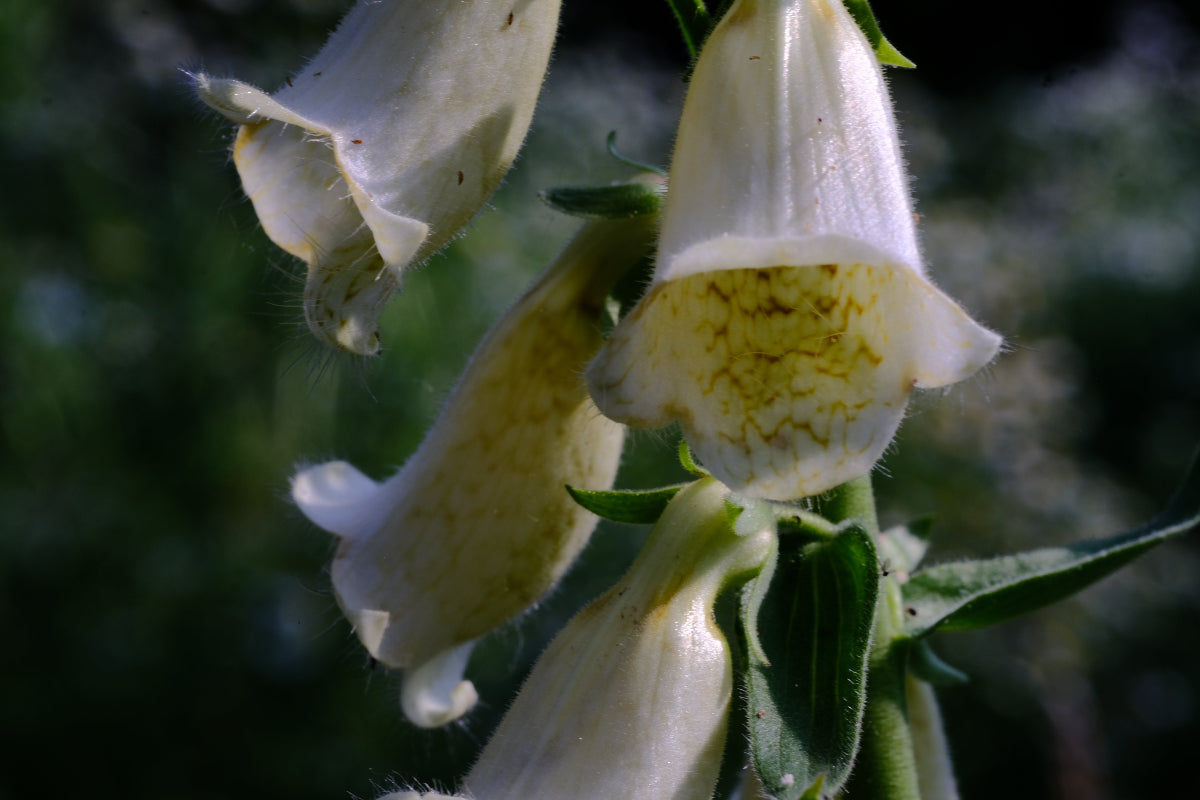 Digitalis grandiflora (yellow foxglove) close up of pale yellow flowers 