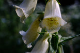 Digitalis grandiflora (yellow foxglove) close up of pale yellow flowers