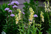 Digitalis grandiflora (yellow foxglove)  with Campanula glomerata &