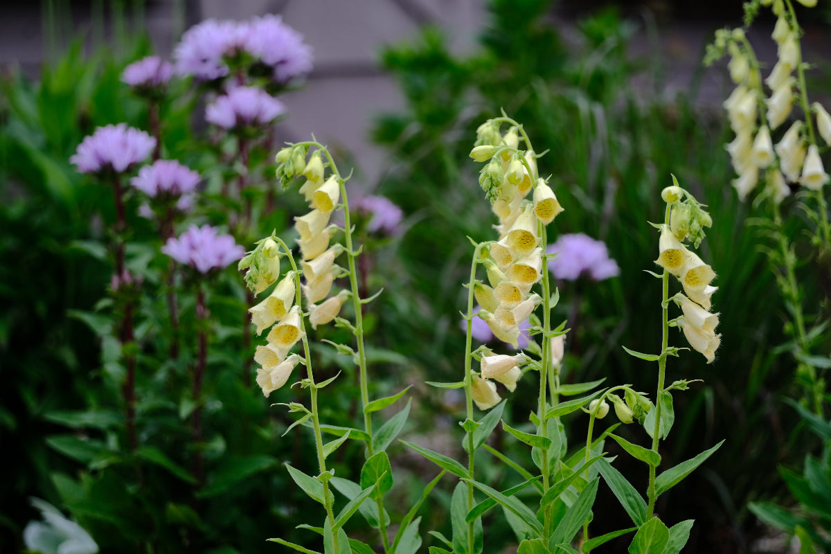 Digitalis grandiflora (yellow foxglove)  with Campanula glomerata &