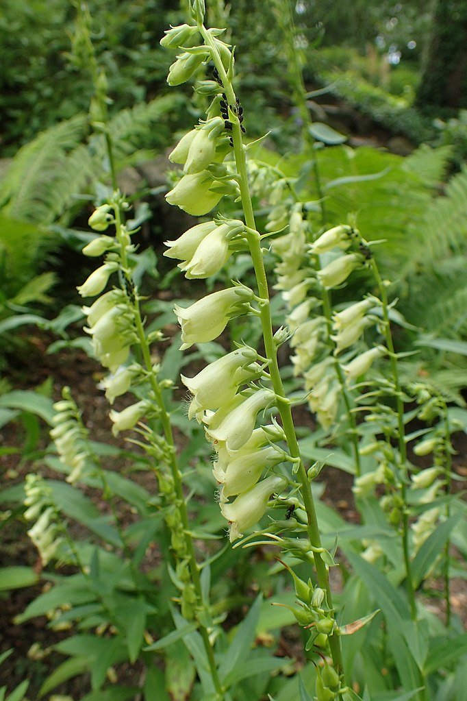 Digitalis lutea close up of blooms