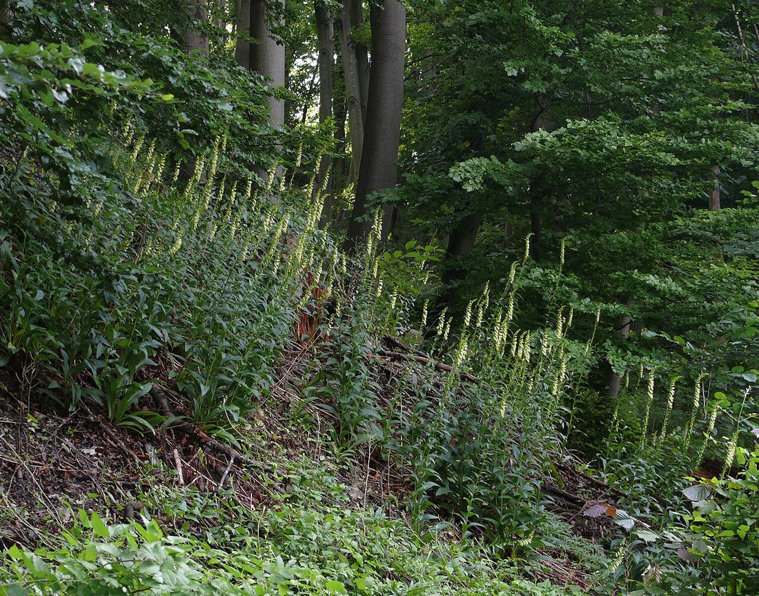 Digitalis lutea in woodland setting