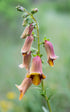 Digitalis obscura (sunset foxglove) flowers