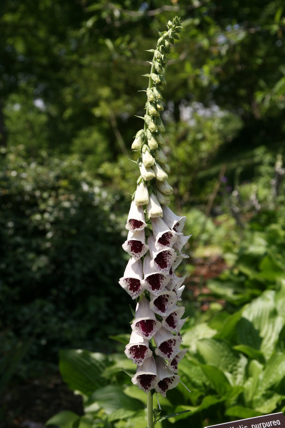 Digitalis purpurea &