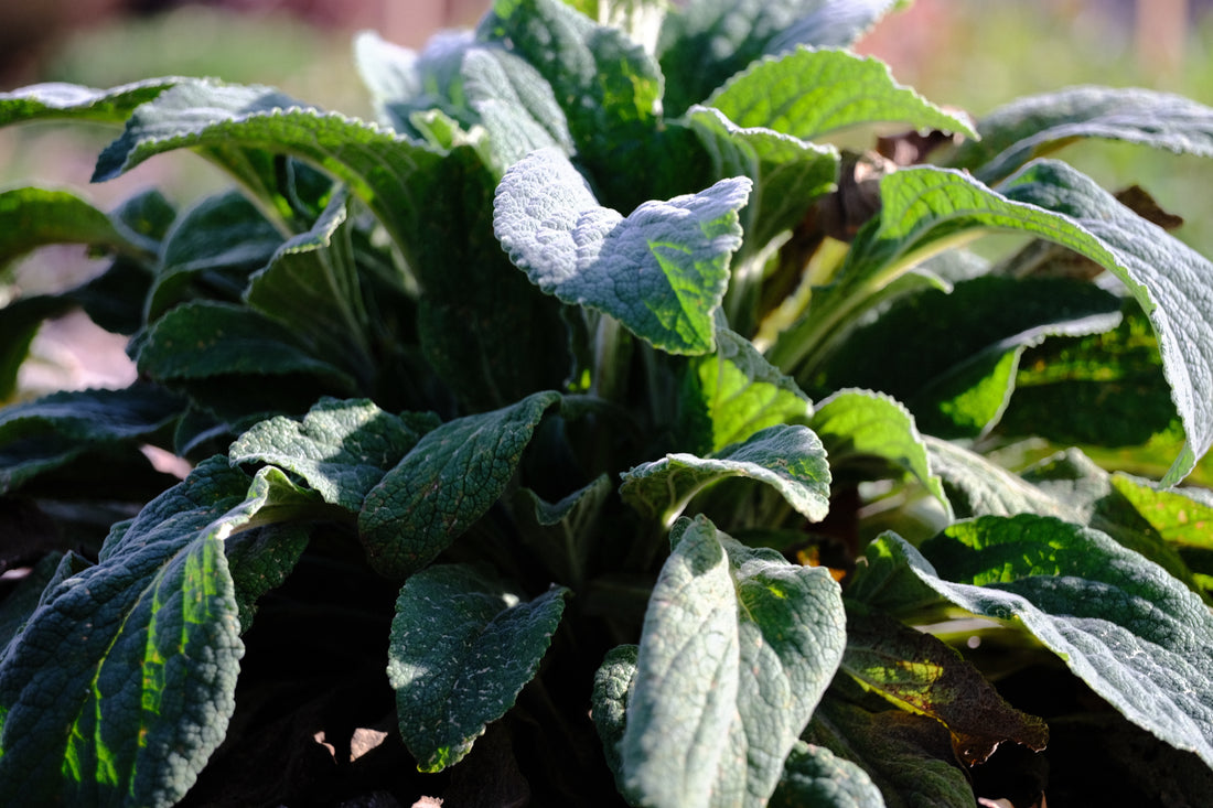 Digitalis purpurea ssp. heywoodii (silver foxglove) foliage