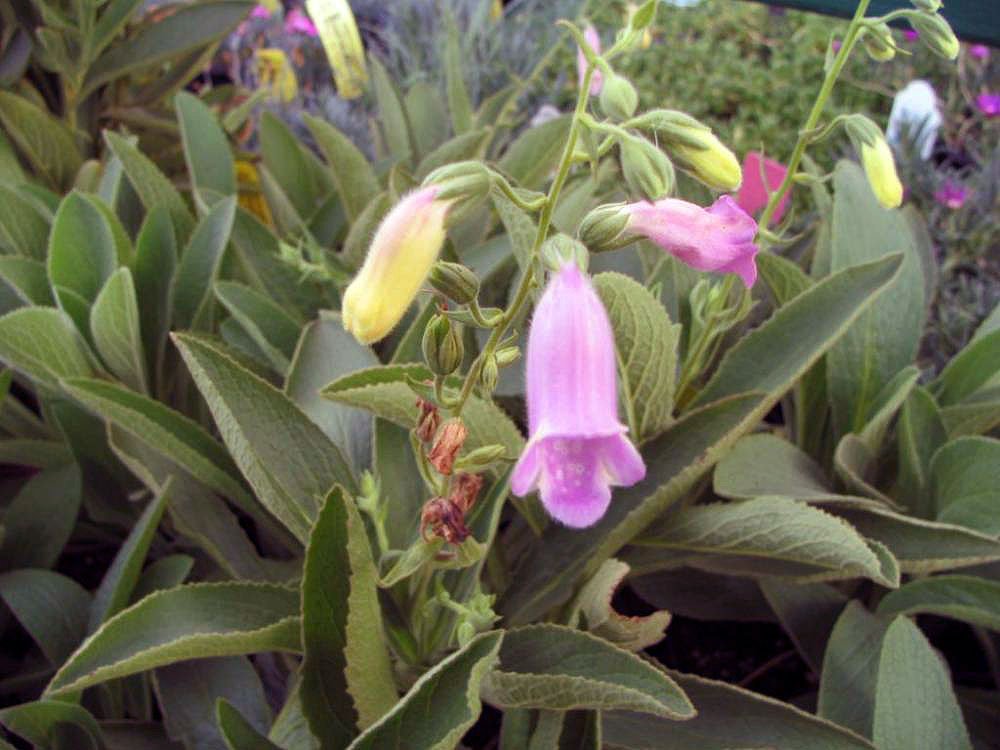 Digitalis thapsi 'Spanish Peaks'