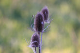 Dipsacus sativus (Fuller&