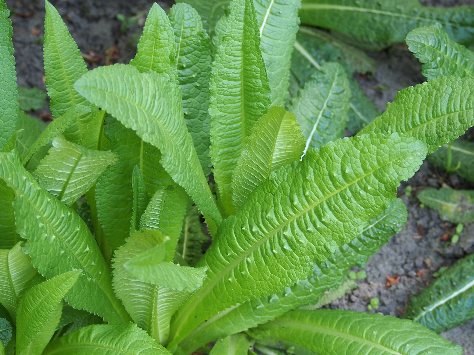 Dipsacus sativus (Fuller&