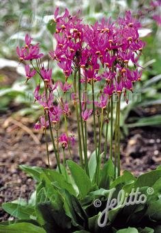 Dodecatheon meadia &