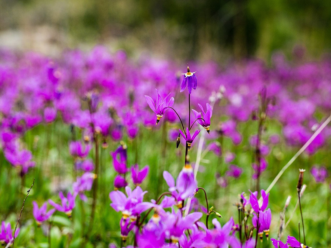 Dodecatheon pulchellum (Western shooting star) blooming in field