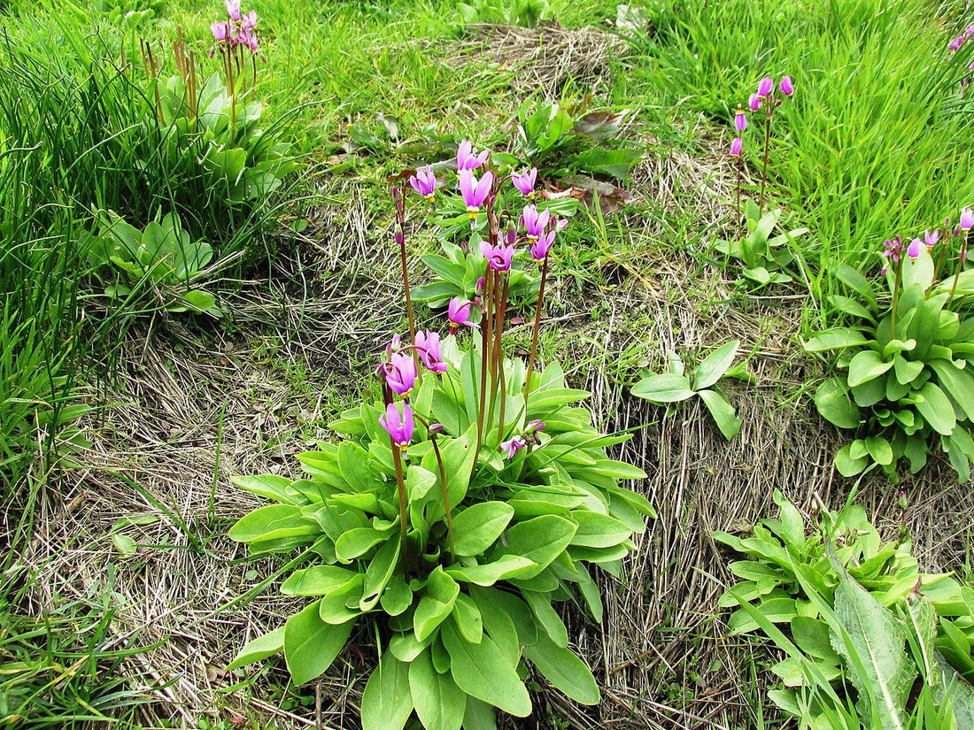 Dodecatheon pulchellum (Western shooting star) foliage