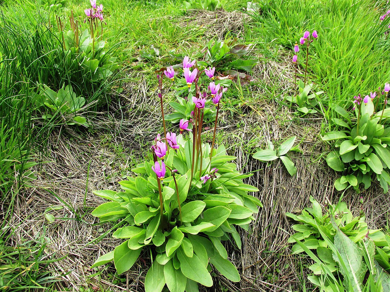 Dodecatheon pulchellum (Western shooting star) foliage