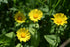 Doronicum pardalianches (great leopardbane) flowers