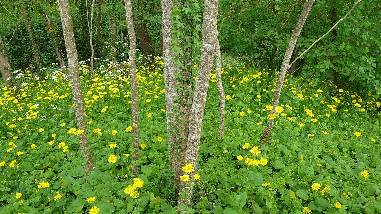 Doronicum pardalianches (great leopardbane) in a woodland