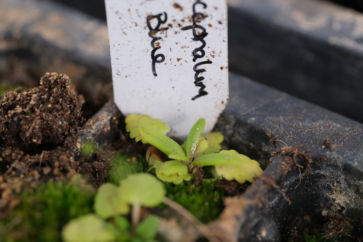 dragonshead seedling